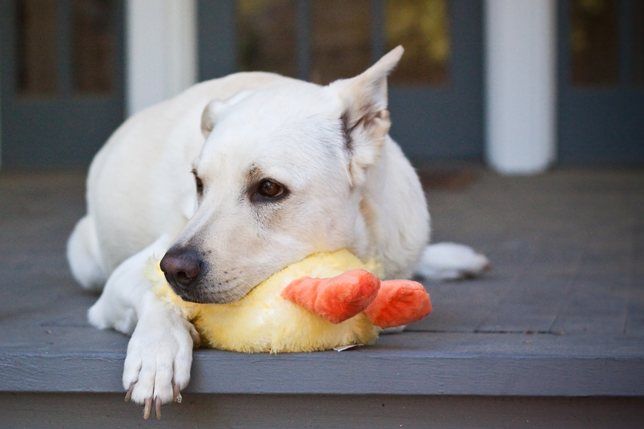 web-bear-on-duck web-bear-on-duck