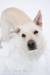 02 snow dog