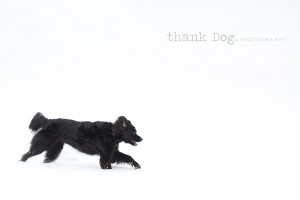 03 snow dog