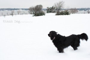 08 snow dog