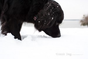 10 snow dog