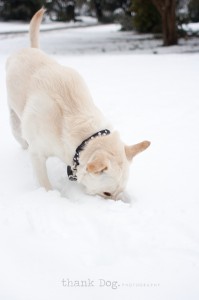 11 snow dog