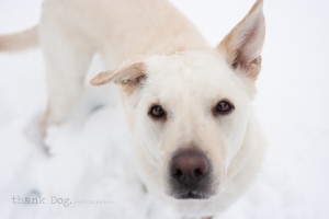 13 snow dog