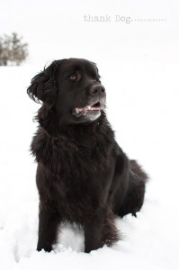 14 snow dog