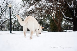 19 snow dog