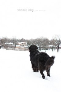 20 snow dog