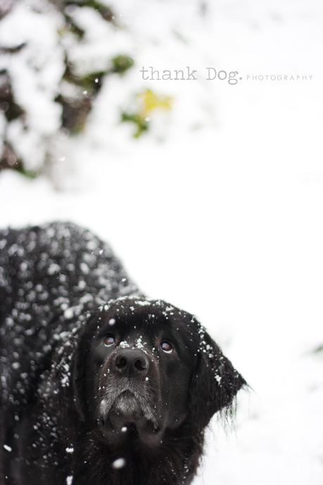 snow-belle5