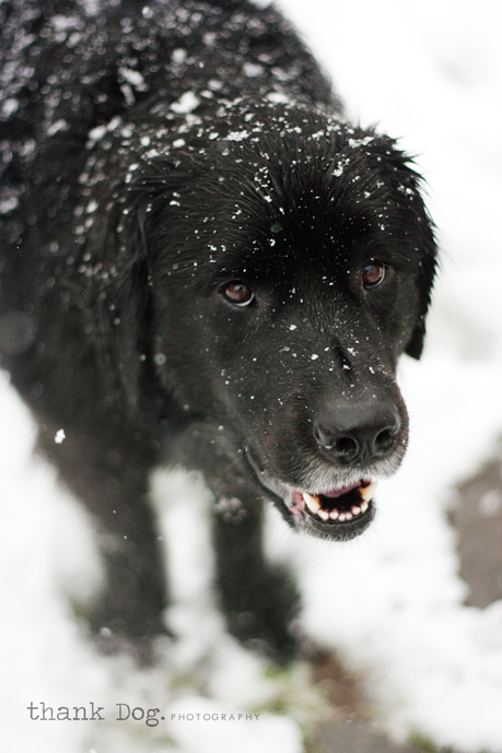 snow-belle9