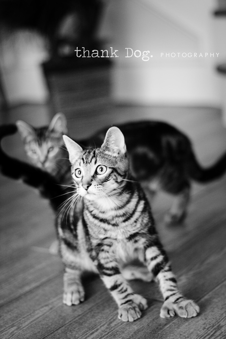 kittens-02
