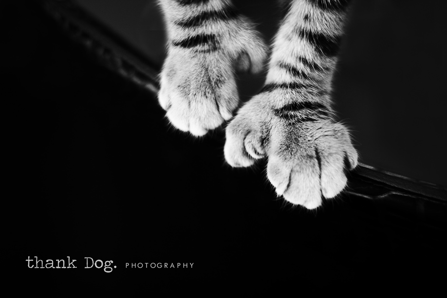 kittens-03