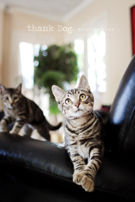 kittens-07