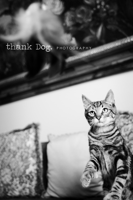 kittens-16