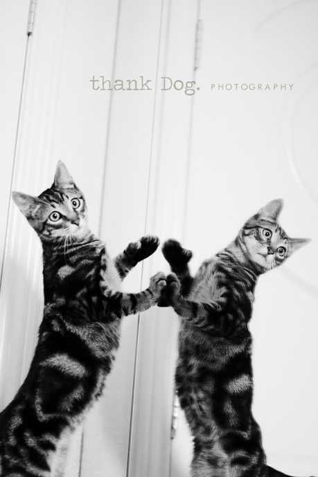 kittens-21