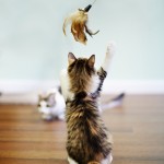 022-pitc kittens-110714