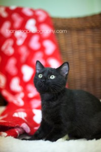 050-pitc kittens-110714