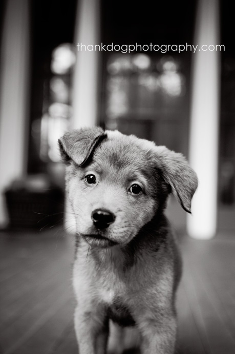 thank Dog. photography | dallas, tx