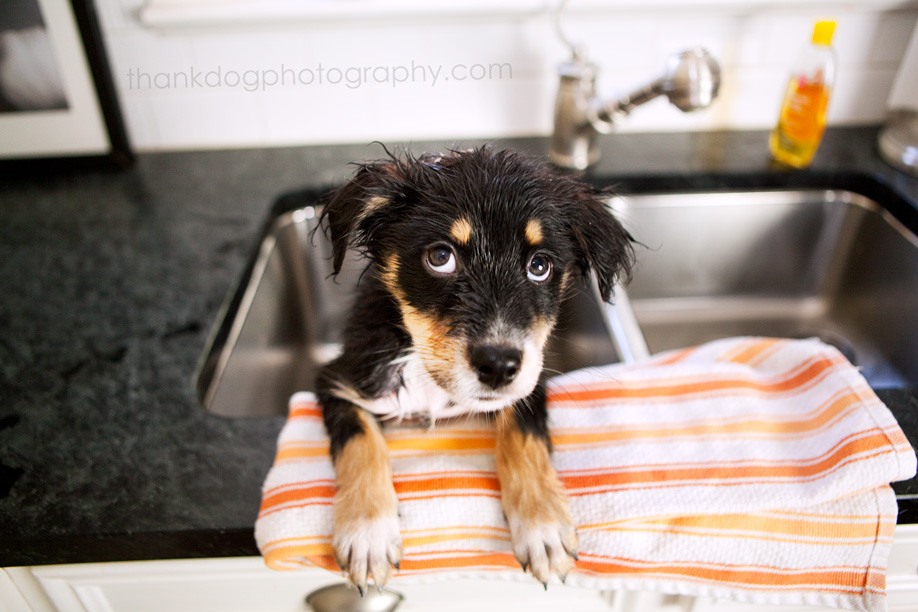 thank Dog. photography | dallas, tx