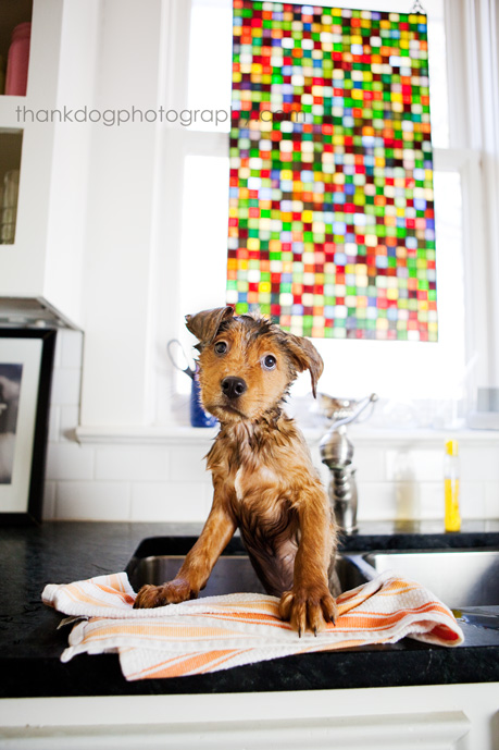 thank Dog. photography | dallas, tx
