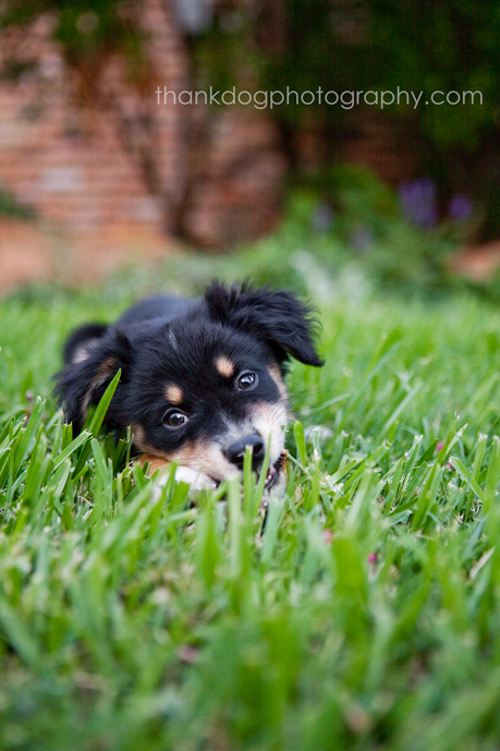 thank Dog. photography | dallas, tx